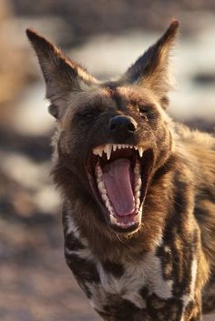 a hyena with its mouth open and it's teeth wide open showing