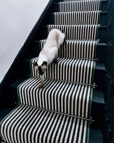 a dog is walking down the stairs in front of some carpeted stairs with black and white stripes