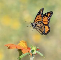 a monarch butterfly flying over an orange flower