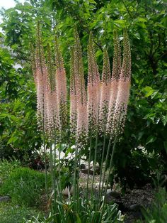 tall pink flowers in the middle of a garden