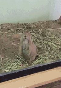 a small rodent sitting on top of some hay