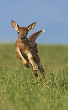 a small deer running through the grass