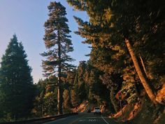 a car driving down the road in front of some tall pine trees and another tree line behind it