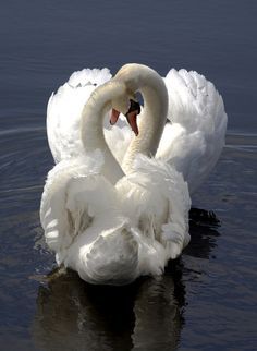 a white swan floating on top of a body of water