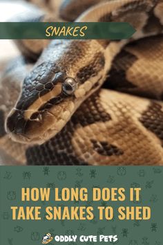 a snake with the title snakes how long does it take snakes to shed? by oddy cut pets