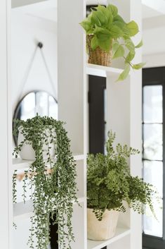 two potted plants sitting on top of white shelves