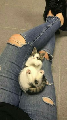 a cat laying on top of someone's legs with ripped jeans and black shoes