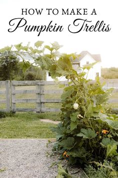 how to make a pumpkin trellis in your backyard or yard with this simple trick