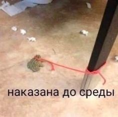 a mouse tied to a pole in the middle of a room with torn up paper on the floor