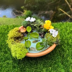 a bowl filled with water and plants on top of a lush green grass covered field