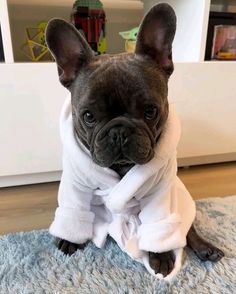 a small dog wearing a robe on top of a rug