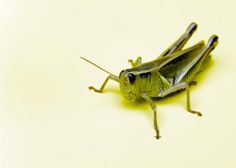 a close up of a grasshopper insect on a white surface with yellow light coming from it's eyes