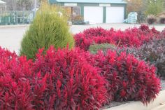 red and purple bushes in front of a parking lot