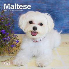 a small white dog sitting on top of a tile floor next to purple and blue flowers