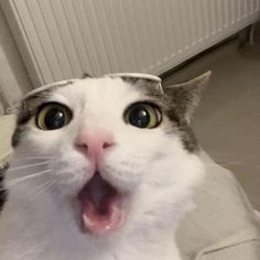 a cat with its mouth open and it's tongue hanging out in front of the camera