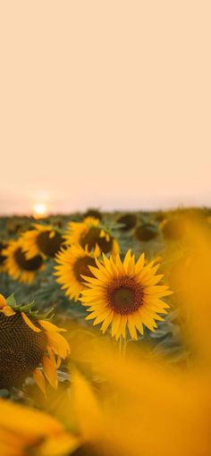 sunflowers in a field with the sun setting behind them