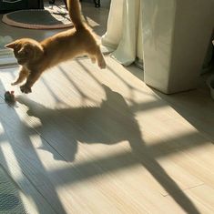 an orange cat jumping up into the air to catch a toy in front of it