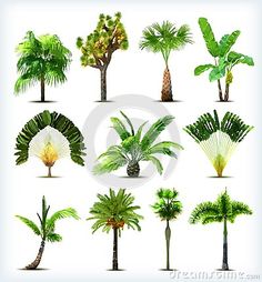 palm trees and other tropical plants on a white background stock photo - image 399784