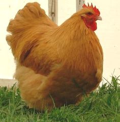 a brown chicken standing on top of green grass