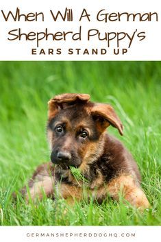 a german shepherd puppy laying in the grass with text overlay that reads when will a german shepherd pups ears stand up?