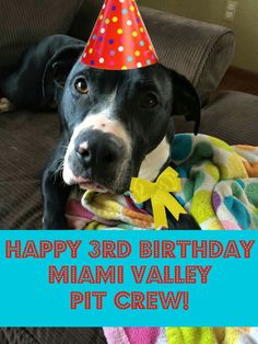 a black and white dog wearing a birthday hat with the words happy 3rd birthday mam valley pit crew