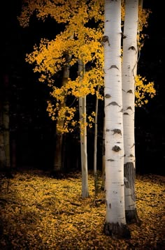 two trees with yellow leaves on the ground