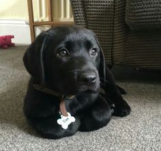 a black dog laying on the floor with a bone in his collar and tag around its neck