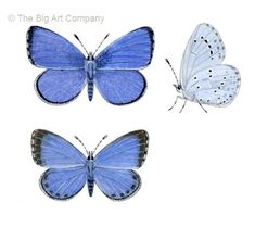 three blue butterflies are shown on a white background