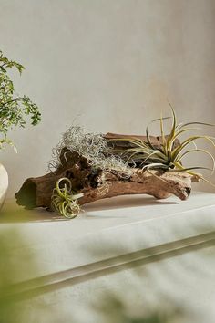 an assortment of air plants sitting on top of a wooden piece of drifty wood