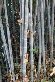 the tall bamboo trees have been cut down to make them look like they are growing