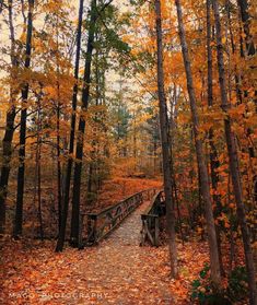 a wooden bridge in the middle of a forest filled with fall colored trees and leaves