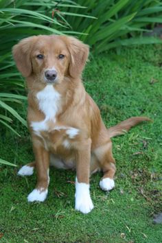 a brown and white dog sitting in the grass