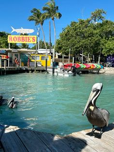 a pelican sitting on a dock in front of a store called robies