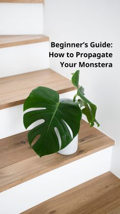 a plant sitting on top of a wooden stair case