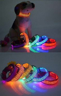 the dog is sitting down with its collar and leash glowing in the light up colors