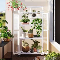 there are many potted plants on the shelves in this room and one is empty