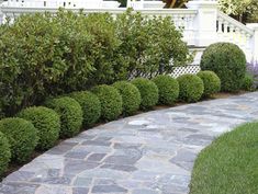 a stone path with trees and bushes on either side in front of a white house