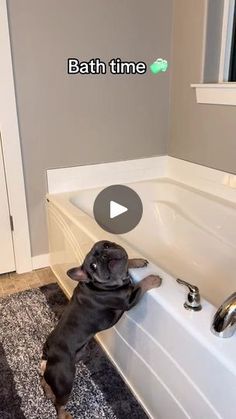 a dog is playing in the bathtub