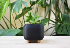 a small potted plant sitting on top of a wooden table