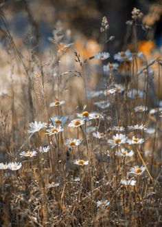 wildflowers and grasses are growing in the field