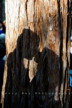 the shadow of a person on a tree trunk