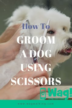 a white dog being groomed by a person with scissors in it's mouth