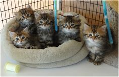 five kittens are sitting in a cat bed