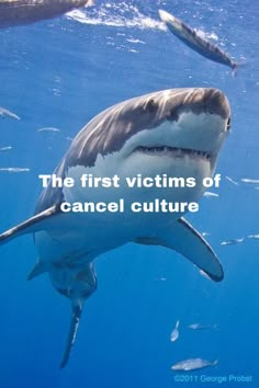 the first victims of cancel culture are shark - like creatures, with caption from george probst