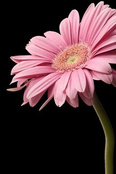 a single pink flower is shown against a black background in this close - up photo