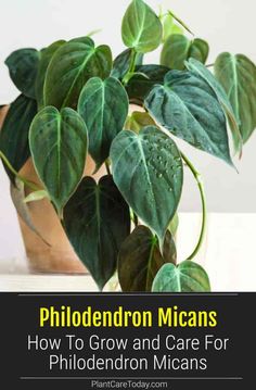 a potted plant with green leaves and text that reads, how to grow and care for philoderon micans