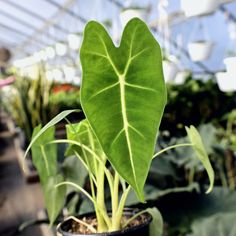 a heart shaped plant in a black pot