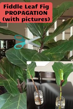 two glass vases with plants in them and the words fiddle leaf fig propagation with pictures