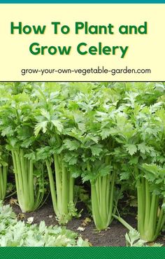 green celery growing in the ground with text overlay that reads how to plant and grow celery