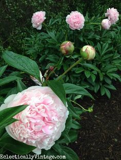 pink and white peonies blooming in the garden